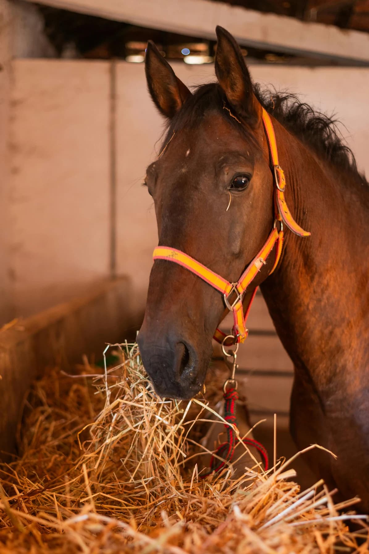Horse eating hay in a barn