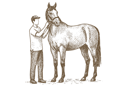 Hand-drawn illustration of a horse