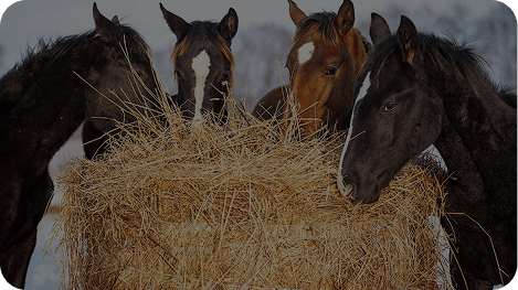 Horses eating hay