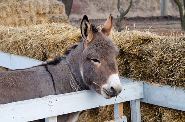 Donkeys in a field