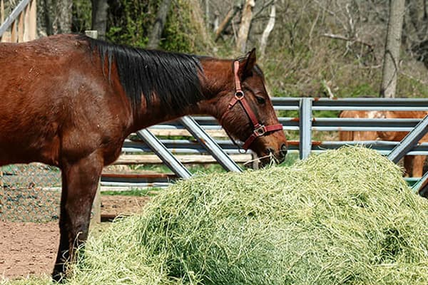 Horses eating hay